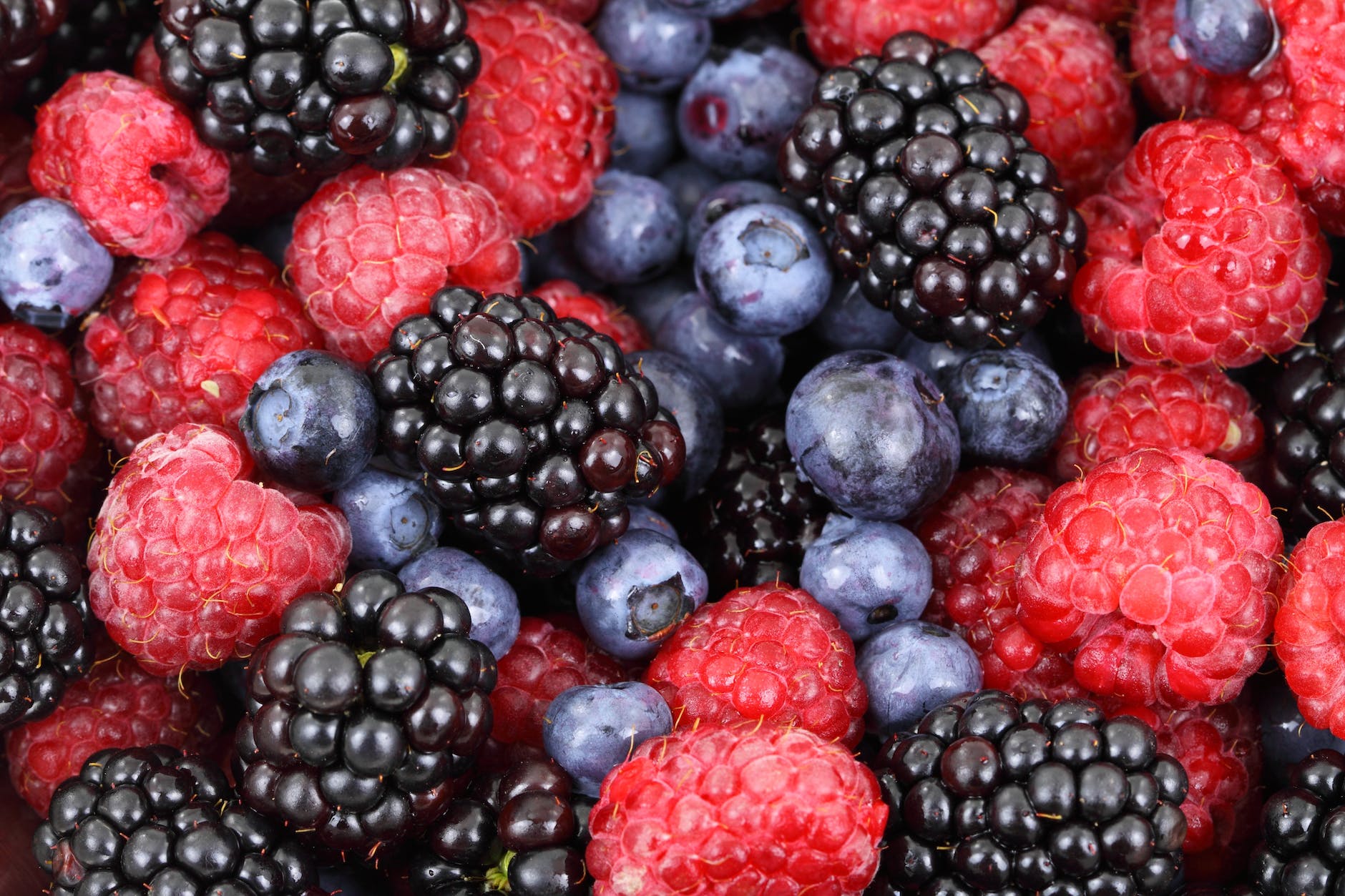 blue berries close up photography